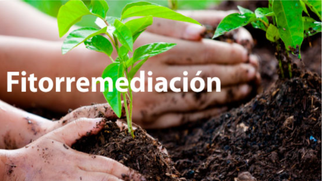 fitorremediación1
