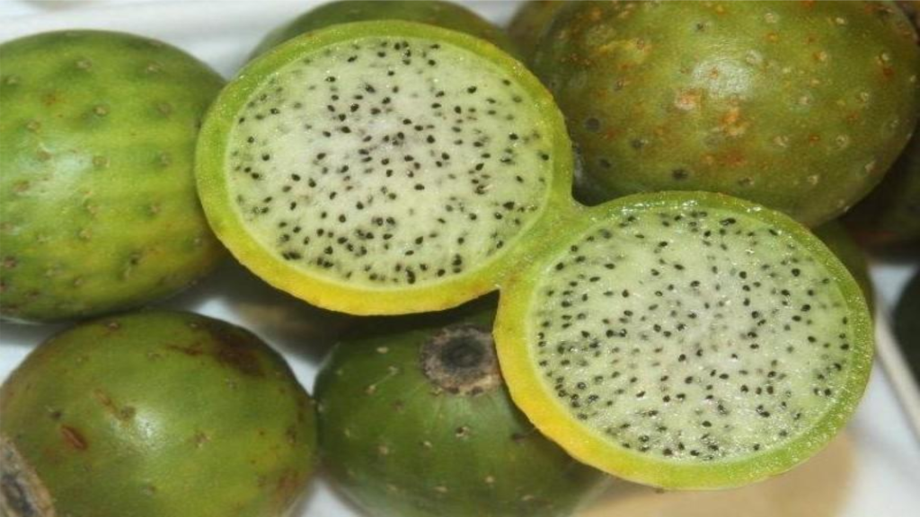 El Sanky, fruta andina saludable UNAH ALDIA El Sanky, fruta andina saludable UNAH ALDIA