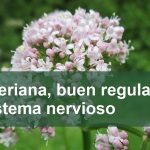 La valeriana, buen regulador del sistema nervioso