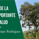 El árbol de la quina, importante para la salud