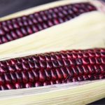Investigando el maíz morado (Zea mays)